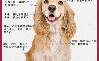 可卡犬的优缺点，英国可卡犬的优缺点