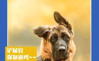 德国牧羊犬不吃食咋办呢，德国牧羊犬不吃饭咋办