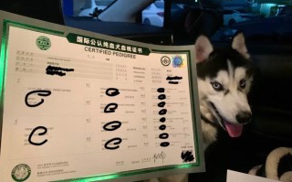 哈士奇犬种cku标准，cku哈士奇的比赛标准