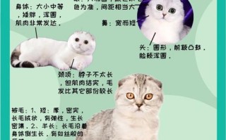 折耳猫饲养注意事项及处理方法，折耳猫饲养注意事项及处理方法图片