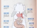 兔子消化和吸收的主要场所，兔子的消化系统怎么样