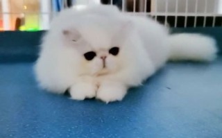 波斯猫怎么养才能养活，波斯猫幼猫怎么养