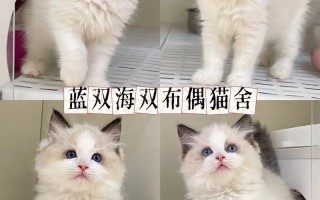 去哪里买布偶猫，布偶在哪买