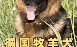 牧羊犬夏天不爱吃食怎么办，牧羊犬夏天不爱吃食怎么办呢