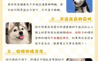 哈士奇幼犬喂养方法，哈士奇幼犬怎么喂食