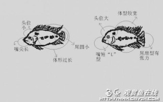 罗汉鱼怎么分水头和肉头，罗汉鱼水头怎么增大