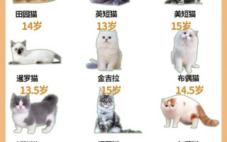 猫的寿命相当于人的几年