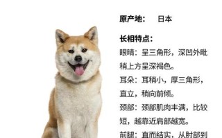 秋田犬的优缺点及性格，秋田犬优缺点及适合人群