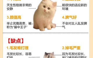 波斯猫怎么养教程，波斯猫详细介绍