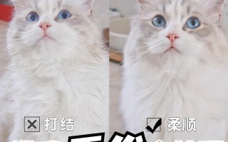 避免布偶猫出现遗传病的方法，怎么防止布偶掉毛