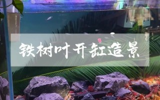 鱼缸水草种植步骤及注意事项，鱼缸水草种植视频教程