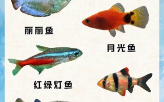 黑白水泡鱼饲养视频，白水族 黑水族