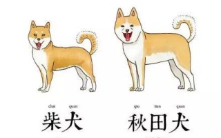 秋田犬和柴犬的性格，秋田犬和柴犬是一个品种么