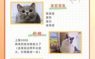 苏格兰折耳猫价格排序，苏格兰折耳猫价格排序图