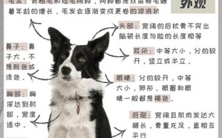 边境牧羊犬智商最高能达到什么水平，边境牧羊犬的智商排名