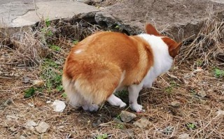 柯基犬大便干燥怎么办，柯基拉的屎很干