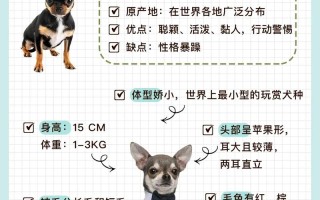 吉娃娃幼犬饲养方法，吉娃娃狗幼犬图片