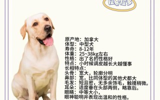 如何挑选拉布拉多犬，如何挑选拉布拉多犬的品种