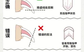 如何为暹罗猫修剪指甲图片，暹罗猫指甲能不能全部剪了