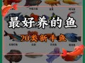 新手入门养鱼，新手入门养鱼怎么养