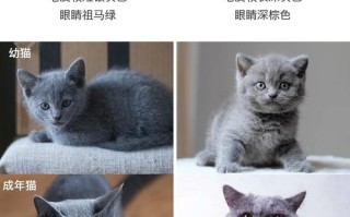 俄罗斯蓝猫和英短蓝猫区别：两种蓝猫品种的区别解析