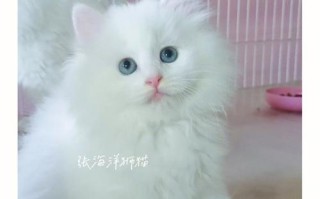 狮子猫与波斯猫区别，狮子猫和波斯猫配生出来啥样