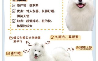 如何喂养萨摩耶犬，萨摩耶怎么喂毛色会好