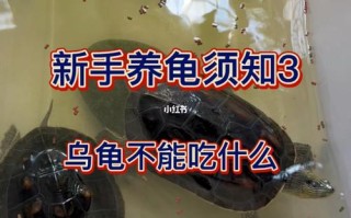 饲养乌龟水质是关键因素吗，乌龟对水质硬度要求