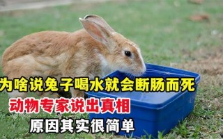 小白兔喝水会死吗图片，小白兔喝水会死吗图片视频