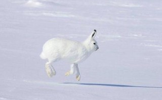 雪兔百科，雪兔百度百科