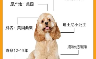 可卡犬注意事项，可卡犬如何训练