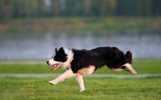 训练边境牧羊犬的方法有哪些，训练边境牧羊犬的方法有哪些图片