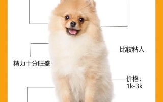 博美犬如何饲养，博美犬怎么饲养