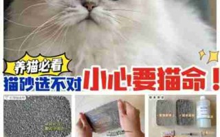 猫砂选不对，猫咪健康受损害！做好这件事避免猫膀胱发炎 猫砂有没有讲究