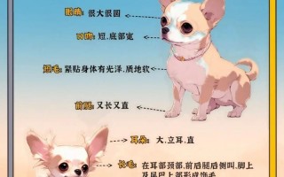 如何正确的选购吉娃娃犬，吉娃娃种狗怎么选