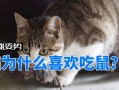 猫吃老鼠为什么不会得鼠疫，猫咪吃老鼠为什么不得鼠疫