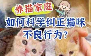 怎样训练你的猫咪？需要注意什么问题？ 如何有效的训练猫咪