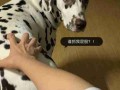 犬的恐惧心理 狗的恐惧症怎么治疗