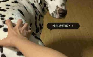 犬的恐惧心理 狗的恐惧症怎么治疗