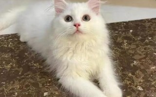 山东狮子猫和波斯猫，山东狮子猫和波斯猫哪个好养