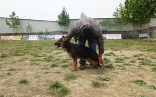 怎么训练东德牧羊犬，训练东德牧羊犬定点大小便的方法