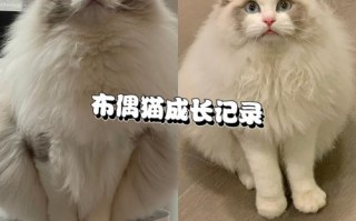 布偶猫有两种致命遗传病你知道吗，布偶有哪些遗传病吗?