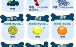 狗狗忌吃的食物：十种不宜食用的食物