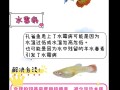 孔雀鱼生病是什么样子，孔雀鱼生病会自愈吗