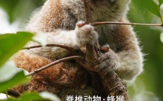 蜂猴属于什么动物：了解这一独特动物的生物分类和特征