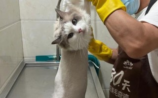 布偶猫美容视频，布偶猫怎么美毛