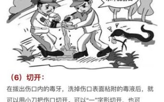 被毒蛇伤常见并发症及急救措施，被毒蛇咬的应急方法