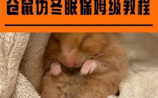 仓鼠伪冬眠了多长时间内能救活，仓鼠伪冬眠该怎么办?