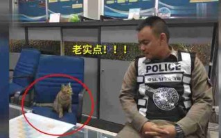 猫咪深夜外出被捕后拍照成网红！这么做，竟能让猫多活10年 猫咪晚上跑出去了