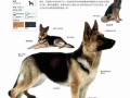 波萨维茨猎犬价格及训练方法 波萨维滋犬